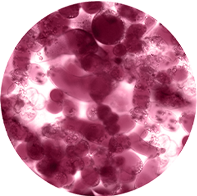 Cell Cultivation